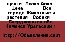 щенки  Лхаса Апсо › Цена ­ 20 000 - Все города Животные и растения » Собаки   . Свердловская обл.,Каменск-Уральский г.